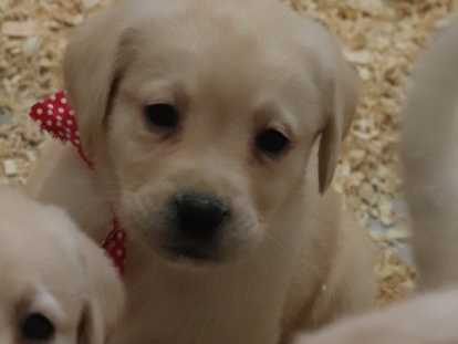 Chiots Labrador mâles à vendre