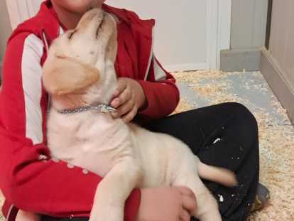 Chiots Labrador mâles à vendre