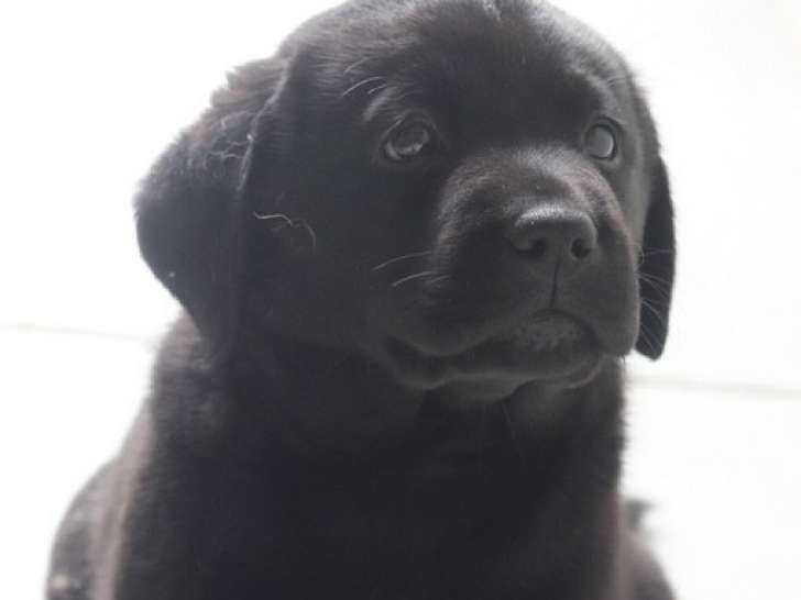 Chiots Labrador mâles à vendre