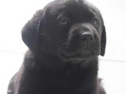 Chiots Labrador mâles à vendre