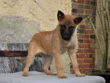 2 chiots Berger Belge Malinois LOF à vendre, nés d'octobre 2025