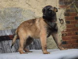 2 chiots Berger Belge Malinois LOF à vendre, nés d'octobre 2025