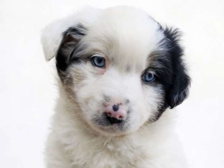 5 chiots Berger Américain Miniature LOF à réserver, 3 mâles et 2 femelles nés en décembre 2025