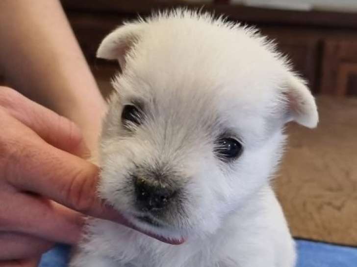 1 chiot West Highland White Terrier LOF mâle blanc, né en décembre 2025, à réserver