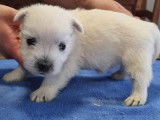 1 chiot West Highland White Terrier LOF mâle blanc, né en décembre 2025, à réserver