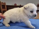 1 chiot West Highland White Terrier LOF mâle blanc, né en décembre 2025, à réserver