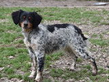 1 femelle Épagneul Breton LOF à vendre, tricolore née en avril 2025