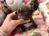 Mise en vente de 6 chiots Chihuahua LOF mâles et femelles chocolat nés en janvier 2026