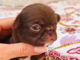Mise en vente de 6 chiots Chihuahua LOF mâles et femelles chocolat nés en janvier 2026