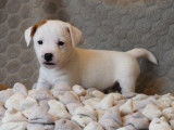 3 chiots Terrier Jack Russell à vendre, mâles marron et blanc nés en décembre 2025, LOF