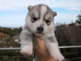 À réserver, des chiots Husky de Sibérie LOF