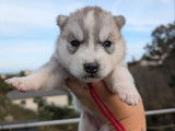 À réserver, des chiots Husky de Sibérie LOF