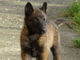 À vendre, chiots Bergers Belges Malinois LOF de décembre 2025