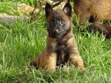 À vendre, chiots Bergers Belges Malinois LOF de décembre 2025