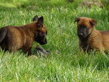 À vendre, chiots Bergers Belges Malinois LOF de décembre 2025