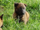 À vendre, chiots Bergers Belges Malinois LOF de décembre 2025