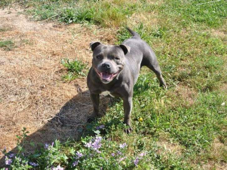 1 femelle Staffordshire Bull Terrier LOF à vendre, adulte