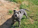 1 femelle Staffordshire Bull Terrier LOF à vendre, adulte