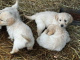 Mise en vente de 9 chiots Golden Retriever LOF, nés en décembre 2025