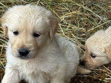 Mise en vente de 9 chiots Golden Retriever LOF, nés en décembre 2025