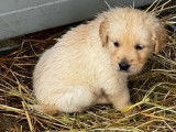 Mise en vente de 9 chiots Golden Retriever LOF, nés en décembre 2025