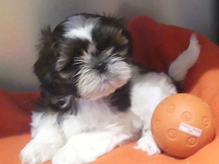 2 chiots femelles Shih Tzu LOF à vendre