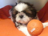 2 chiots femelles Shih Tzu LOF à vendre