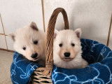 8 chiots Berger Blanc Suisse LOF à réserver, 4 mâles et 4 femelles nés en décembre 2025
