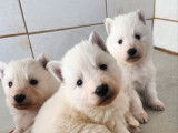 8 chiots Berger Blanc Suisse LOF à réserver, 4 mâles et 4 femelles nés en décembre 2025