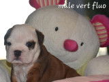 3 chiots Bulldog Anglais LOF à réserver, 1 mâle et 2 femelles nés en décembre 2025