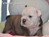 3 chiots Bulldog Anglais LOF à réserver, 1 mâle et 2 femelles nés en décembre 2025