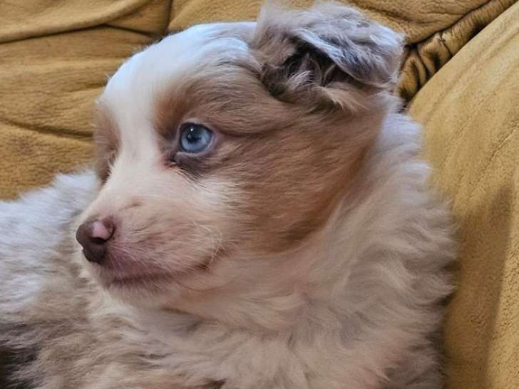 Mise en vente de 2 chiots Berger Américain Miniature LOF rouge merle aux yeux bleus