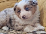 Mise en vente de 2 chiots Berger Américain Miniature LOF rouge merle aux yeux bleus