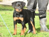 2 femelles Rottweiler LOF à vendre, noires et feu nées en septembre 2025