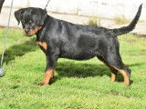 2 femelles Rottweiler LOF à vendre, noires et feu nées en septembre 2025