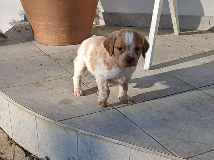 À réserver, 4 mâles Épagneul Breton LOF nés en décembre 2025