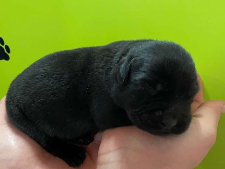 Chiots Labrador noirs et sable à vendre