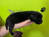 Chiots Labrador noirs et sable à vendre