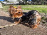 Mâle Yorkshire Terrier disponible pour saillie