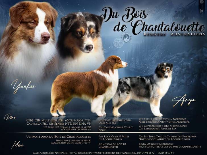 Chiots Berger Australien à naître en mars 2026