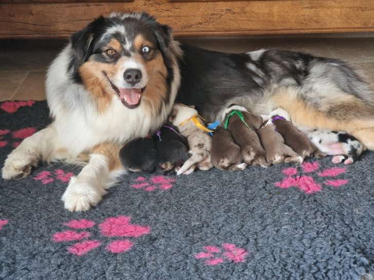 Chiots Berger Australien à naître en mars 2026