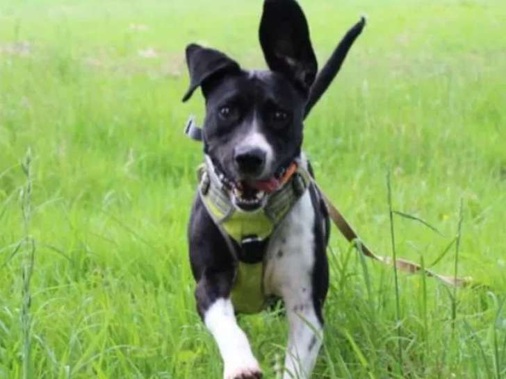 Pacha, chien adorable et joueur à adopter en association