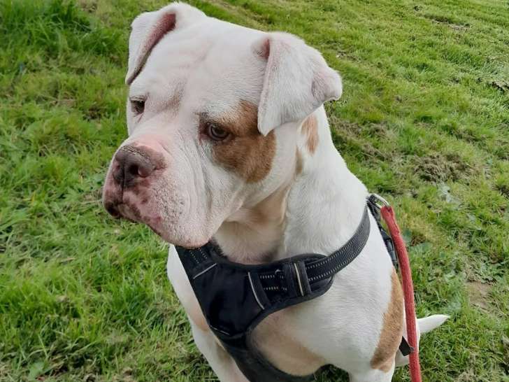 Taïka, adorable Bouledogue Américan à adopter en association