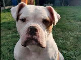 Taïka, adorable Bouledogue Américan à adopter en association