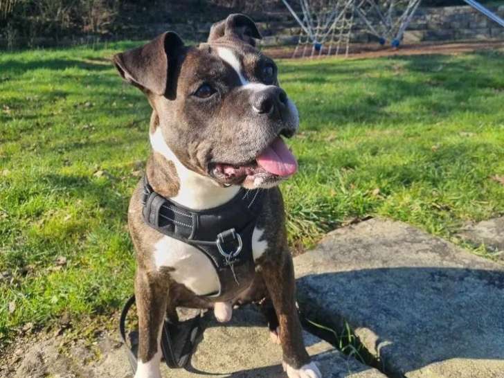 Lecko, chien Amstaff à adopter en association