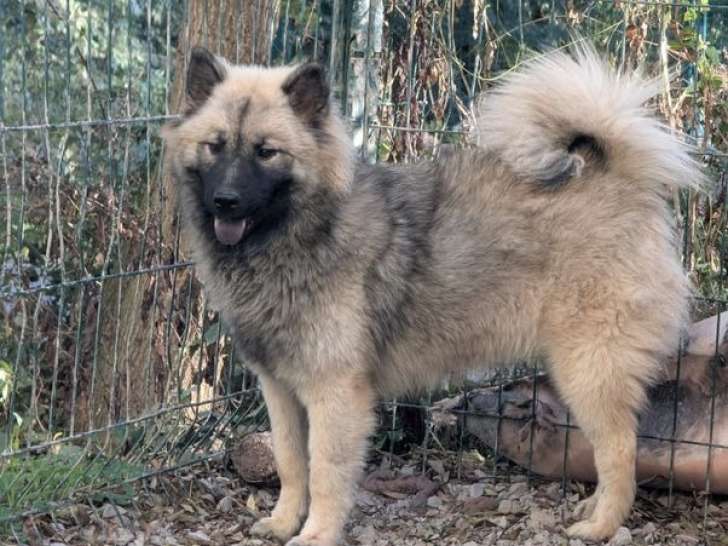 Femelle Eurasier LOF à vendre, née en décembre 2024