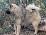 Femelle Eurasier LOF à vendre, née en décembre 2024