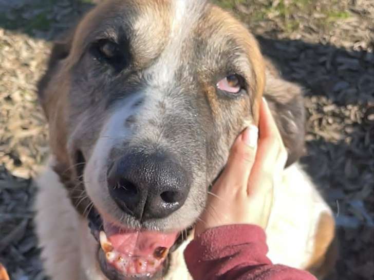 Daga, Mastine Espagnole à adopter en association