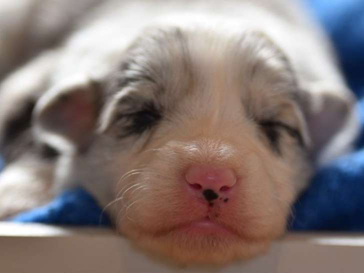 Chiots Border Collie LOF à réserver, nés en janvier 2026, 4 mâles et 1 femelle