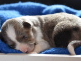 Chiots Border Collie LOF à réserver, nés en janvier 2026, 4 mâles et 1 femelle